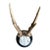 Roe Deer Trophy 204 Black Forest Antlers Mount For Sale