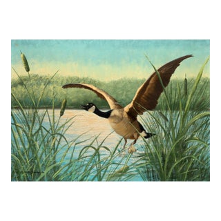 Canada Goose in Flight, Peter Darro Oil on Canvas For Sale