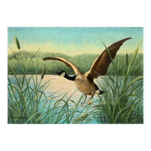 Canada Goose in Flight, Peter Darro Oil on Canvas