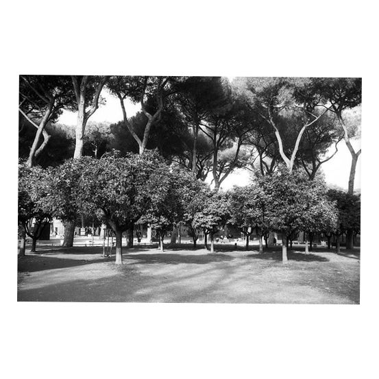 Paul Cooklin, Parco Savello, Silver Gelatin Photograph, Limited Edition of 10 For Sale