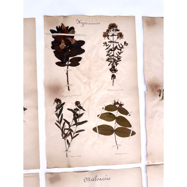 Oversized Antique French Herbarium Specimens – Set of 8 | Original 19th Century Pressed Botanical Collection From Paris For Sale - Image 10 of 17