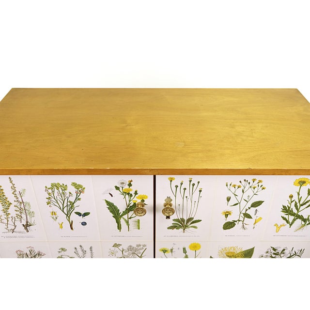 Vintage Cabinet with Illustrations Nordens Flora by C.A.M Lindman, 1950s For Sale - Image 4 of 7