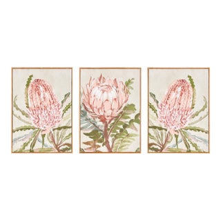 Queen Protea Giclees, Set Of 3 For Sale