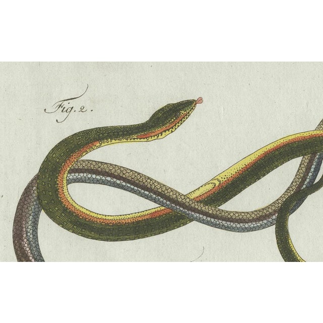 Bertuch, Four Slow Worms and Legless Lizards, 1802, Engraving For Sale - Image 4 of 10