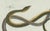 Bertuch, Four Slow Worms and Legless Lizards, 1802, Engraving For Sale - Image 4 of 10