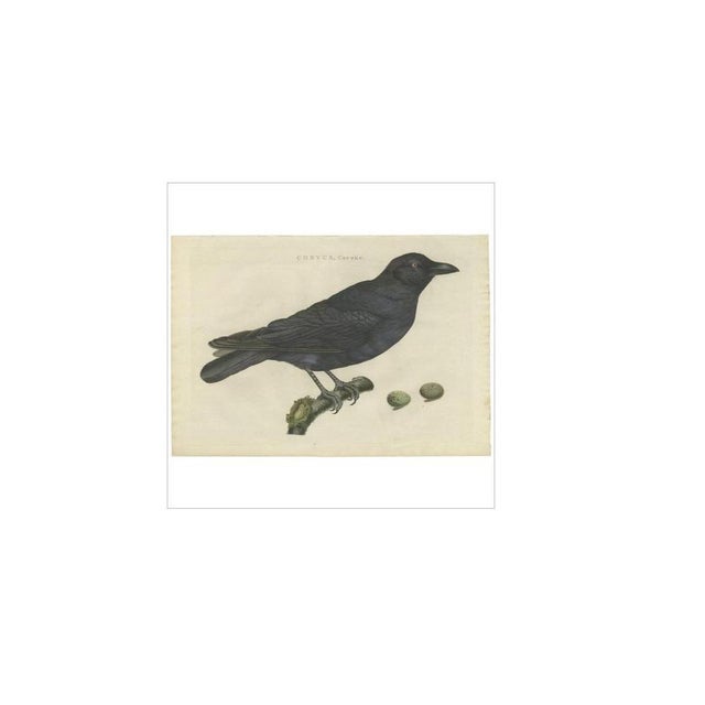 Antique print titled 'corvus, corone'. The carrion crow (corvus corone) is a passerine bird of the family corvidae and the...