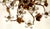 1960s Italian Gold Leaf-Plated Metal and Crystal 2-Light Ceiling Light, 1960s For Sale - Image 5 of 7