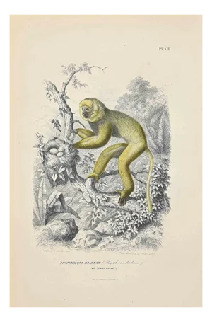 Paul Gervais, Diademed Sifaka, Original Lithograph, 1854