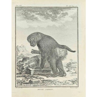 Jacques Baron, Petit Papion, Etching, 1771 For Sale