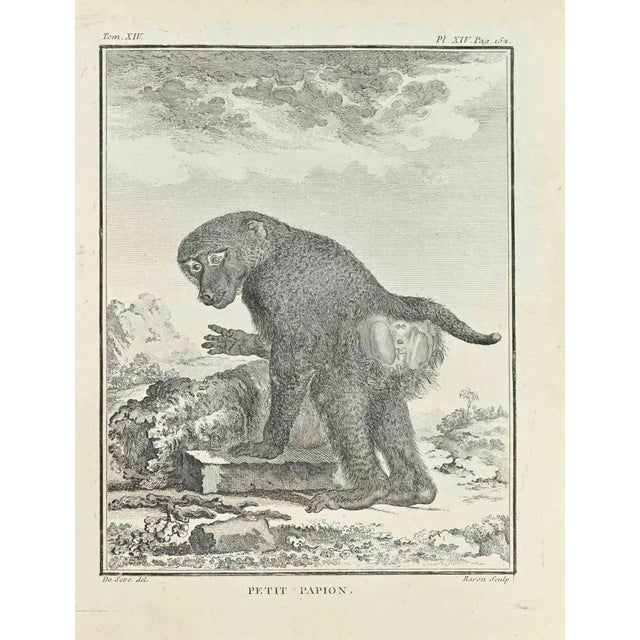 Jacques Baron, Petit Papion, Etching, 1771 For Sale