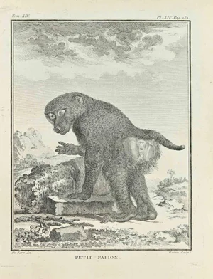 Jacques Baron, Petit Papion, Etching, 1771