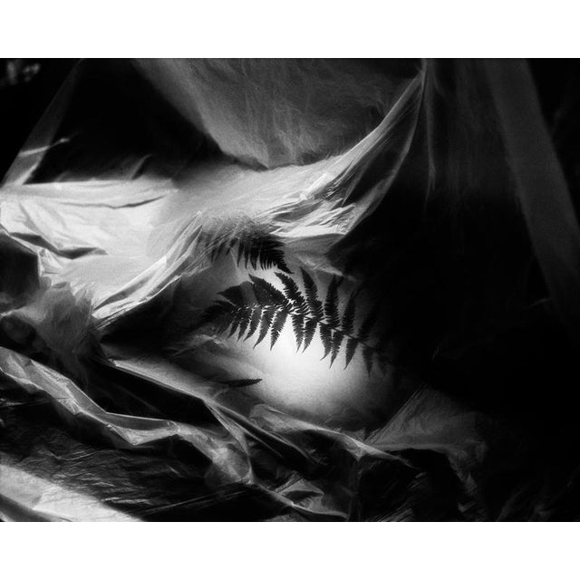 Artist: Ugnė Pouwell Title: Fern no.3 Year: 2026 Medium: Black and white analogue photograph Sizes: 40 × 32 cm; 100 × 125...