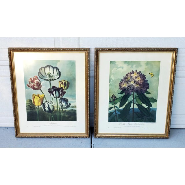 Pair of Dr. Thornton vintage botanical prints, framed. 1940 Limited Editions by Arnold Arboretum, Boston, Massachusetts,...