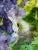 Mid-Century Modern Giclee Fine Art Print “Iceland Poppies and Sweet Peas”Watercolor Painting For Sale - Image 3 of 11