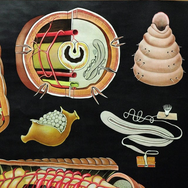 1970s Earthworm Lumbricidae Wall Chart Life Art Print by Jung Koch Quentell For Sale - Image 5 of 8