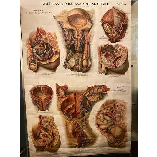 Genito-Urinary Anatomical Chart, Paper on Canvas, 1922 For Sale - Image 9 of 16