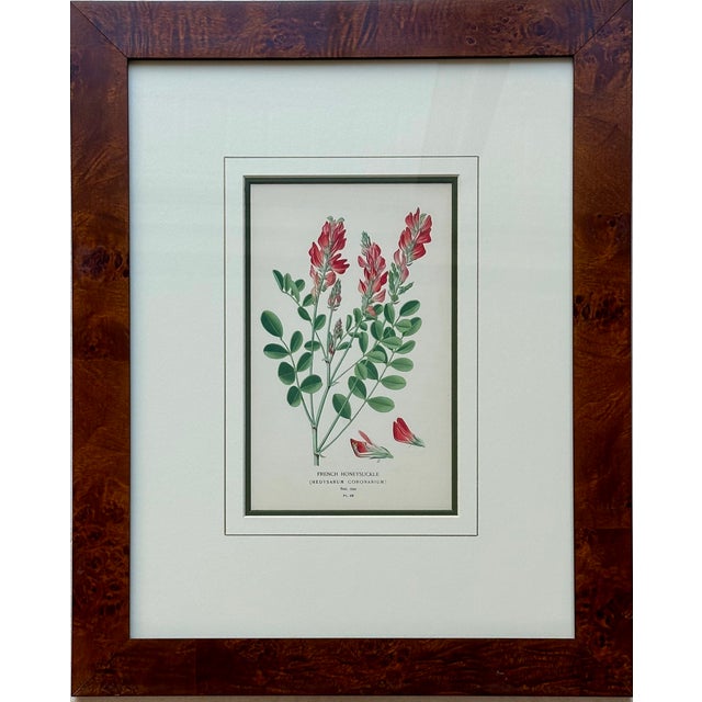 Pair of framed botanical prints by Edward Step and William Watson, specifically illustrations of the Cardinal Flower...