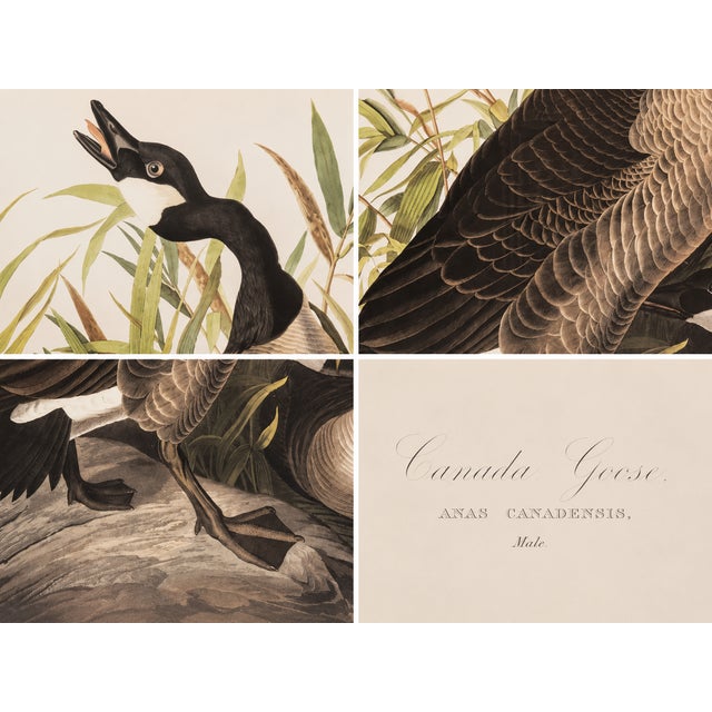 1980s 1980s The Abbeville Press Edition of the Canada Goose (Plate 201) From the Birds of America by John James Audubon For Sale - Image 5 of 5