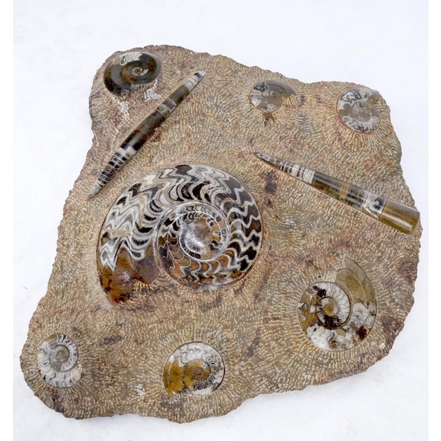 Large Fossil Cluster Authentic Ammonite Plaque Sculpture For Sale - Image 4 of 12