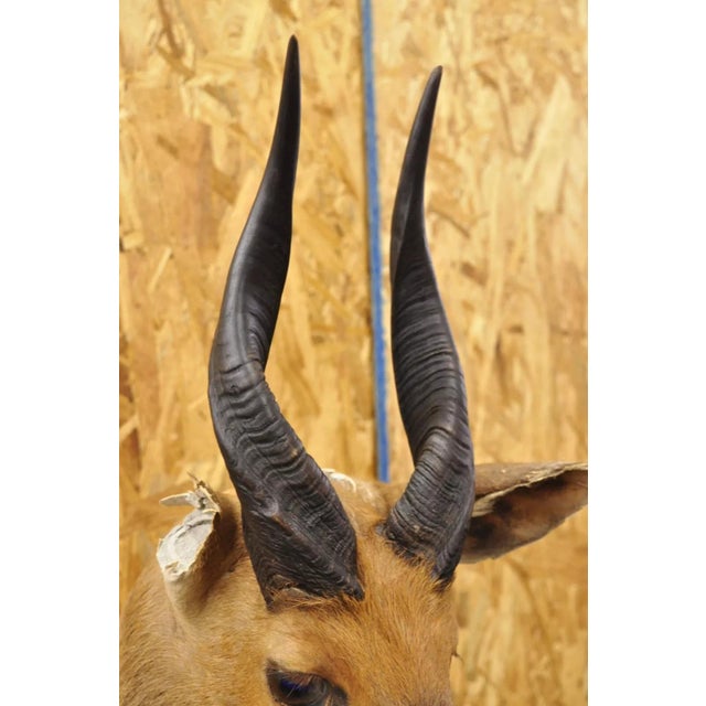 Vintage African Cape Bushbuck Taxidermy Shoulder Mount Cabin Wall Decor For Sale - Image 4 of 12