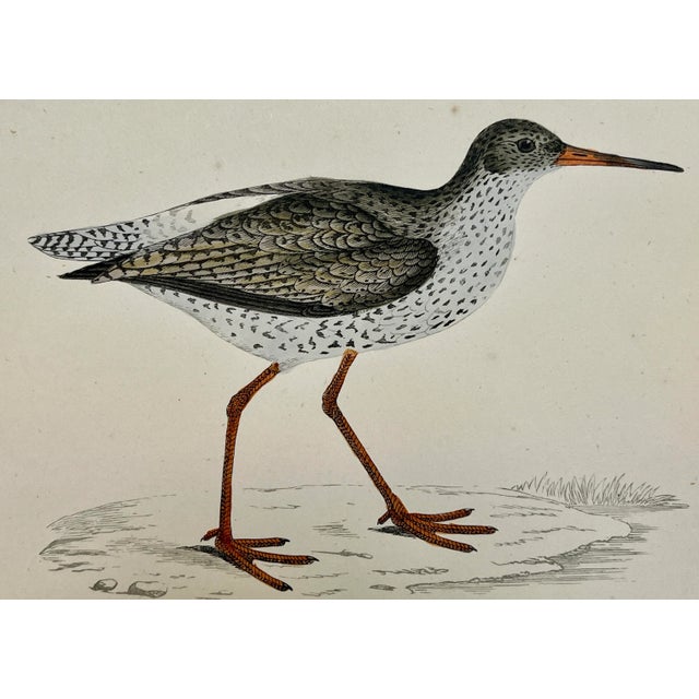 Illustration Antique Bird Print From England Showcasing a Red Shank - Circa 1880 For Sale - Image 3 of 11