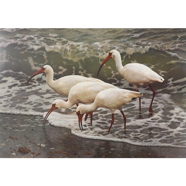 A pencil signed and numbered limited edition print of Carl Brenders' "Shoreline Quartet - White Ibis," published by Mill...