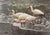 A pencil signed and numbered limited edition print of Carl Brenders' "Shoreline Quartet - White Ibis," published by Mill...