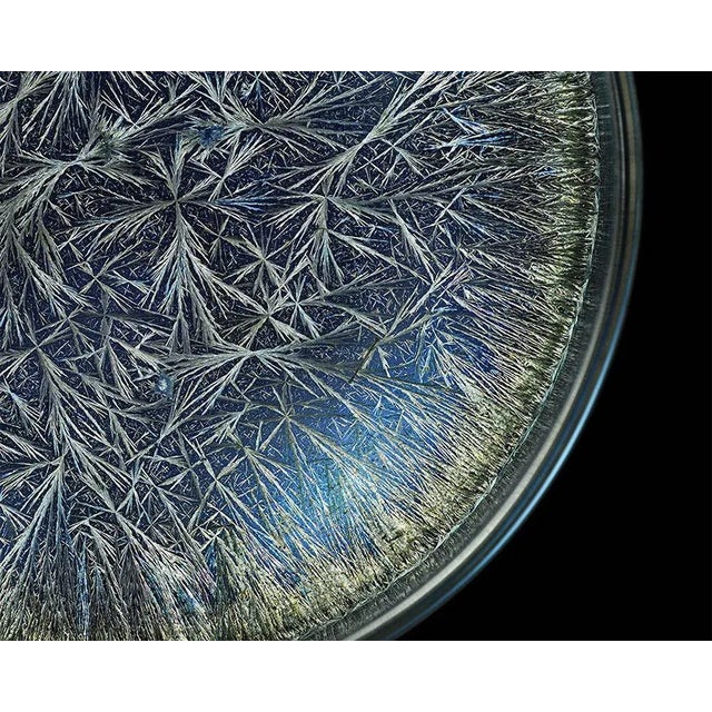 Abstract Contemporary Abstract Chromogenic Print Photography "Morphogenetic Field, Dandelion (Pissenlit)" by Seb Janiak For Sale - Image 3 of 4