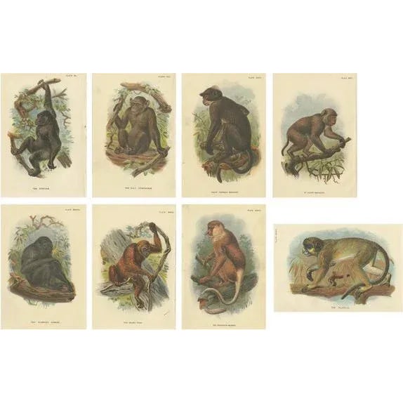 Lloyd, Illustrations of Various Monkey Species, 1894, Set of 8 For Sale - Image 10 of 10