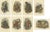 Lloyd, Illustrations of Various Monkey Species, 1894, Set of 8 For Sale - Image 10 of 10