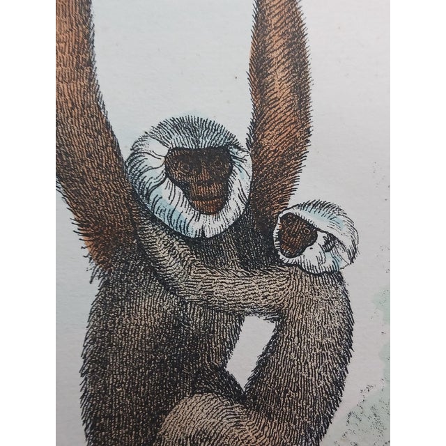 African Antique Monkey Hand Colored Lithograph, Large Size, Italy, 1868 For Sale - Image 3 of 6