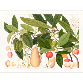 Golden Tropic Botanicals Plate #5, Giclée Print For Sale