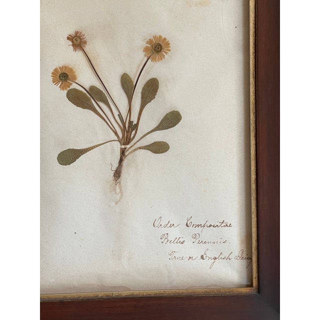 Antique Swedish Herbarium - English Daisy, Circa Late 19th Century For Sale - Image 4 of 7