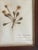 Antique Swedish Herbarium - English Daisy, Circa Late 19th Century For Sale - Image 4 of 7