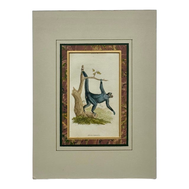 Spider Monkey Original Print, 1863 For Sale