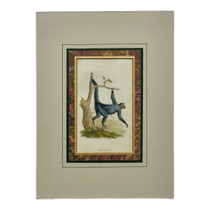Spider Monkey Original Print, 1863