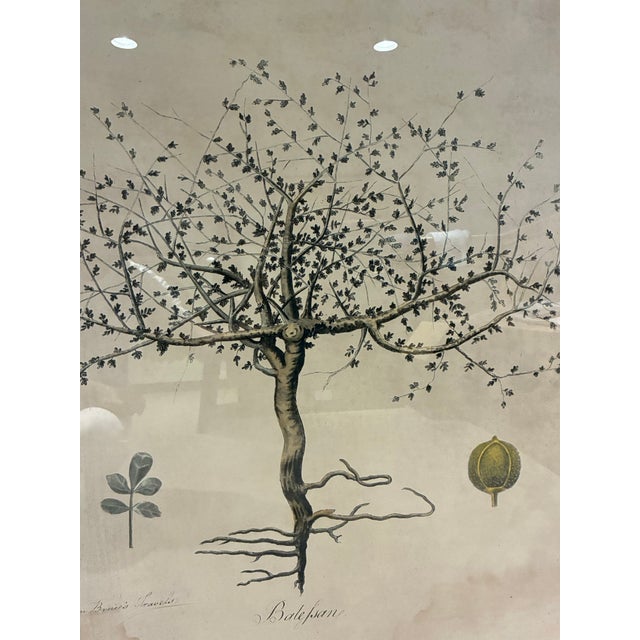 Large-scale framed botanical artwork by Natural Curiosities, adapted from an historic natural-history illustration...