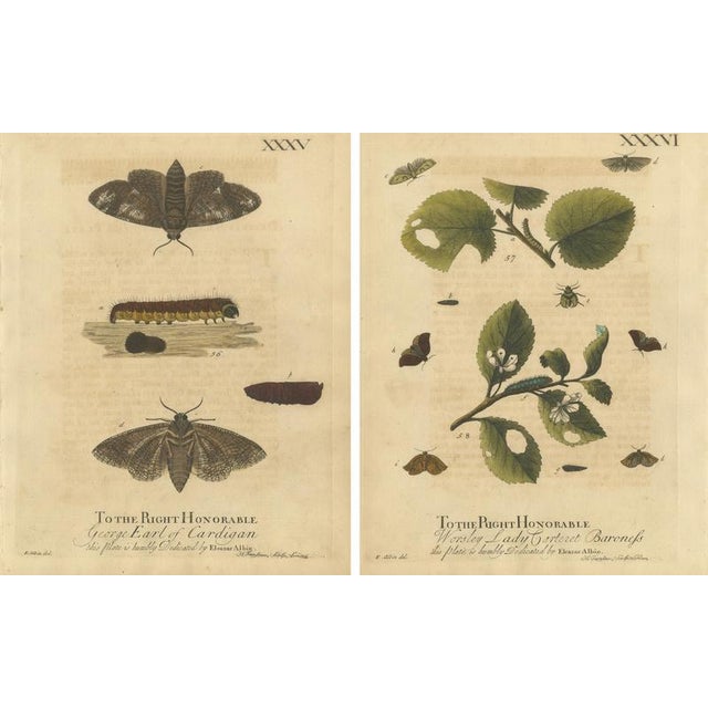 Albin, Moths with Caterpillars and Host Plants, 1720, Prints, Set of 2 For Sale - Image 4 of 9