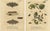 Albin, Moths with Caterpillars and Host Plants, 1720, Prints, Set of 2 For Sale - Image 4 of 9