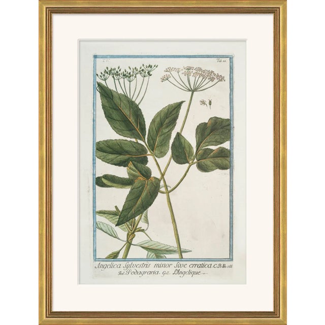 Traditional Hortus Romanus 1772-1793 IX Framed Art Print For Sale - Image 3 of 3