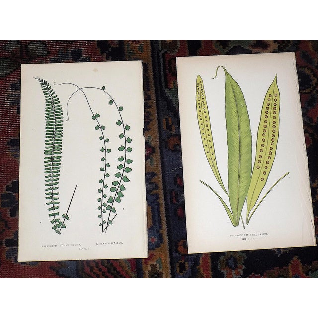 Printmaking Materials Antique 19th Century Botanical Fern Wood Engravings - Set of 12 For Sale - Image 7 of 9