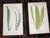 Printmaking Materials Antique 19th Century Botanical Fern Wood Engravings - Set of 12 For Sale - Image 7 of 9
