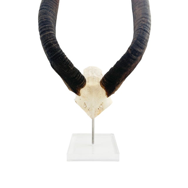 Modern African Nyala Horn on a Lucite Base For Sale - Image 3 of 3