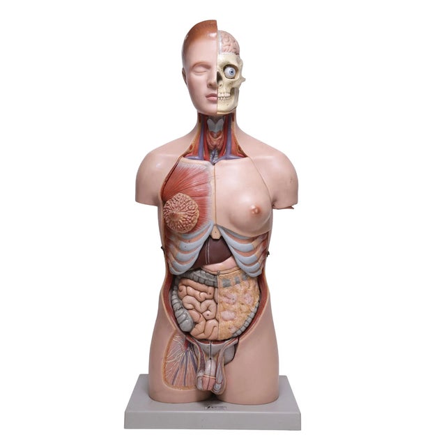 Figurative 1950s The Modular Anatomical Torso: Somso Model Bs 23 For Sale - Image 3 of 14