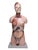 Figurative 1950s The Modular Anatomical Torso: Somso Model Bs 23 For Sale - Image 3 of 14