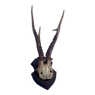1899 Antique German Roe Deer Antler Trophy Skull Mount by Dittmar Siebert Fritzlar For Sale