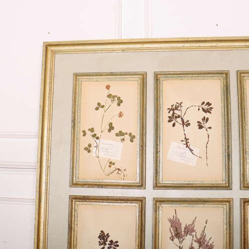 Large Herbarium Wall Panel, 1890s For Sale - Image 3 of 8