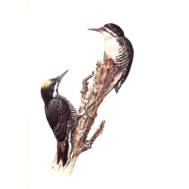 "Birds of the Northern Forest" Book 1966 Livingston, John A. For Sale In New York - Image 6 of 11
