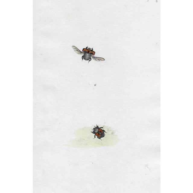 English Antique Insect Handcolored Engraving For Sale - Image 3 of 3