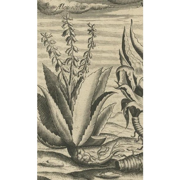 New World Flora, 1601, Paper For Sale - Image 4 of 7
